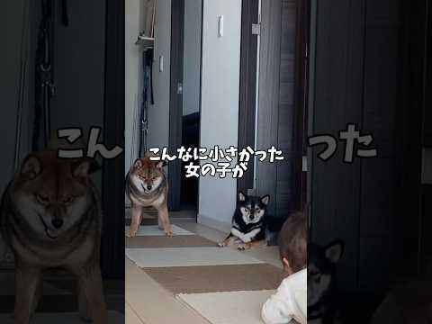 柴犬が懐かしい寝顔を見に行ったら・・・ サムネイル