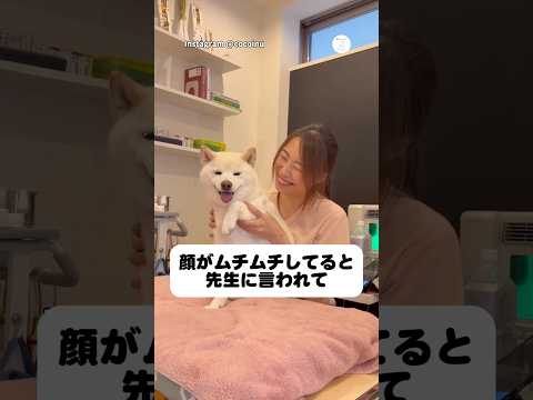 先生が大好きすぎる柴犬、嬉しさが止まらない💕　　柴犬　白柴　犬　かわいい犬 犬のいる暮らし サムネイル