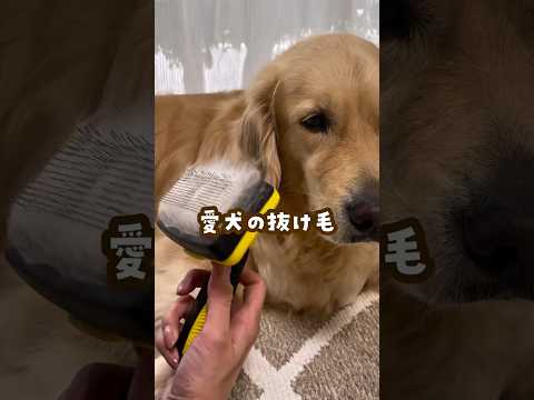 愛犬の抜け毛全然掃除出来てなかったuwantv500 uwant自動ゴミ収集掃除機 大掃除方法 犬のいる暮らし 時短家… サムネイル