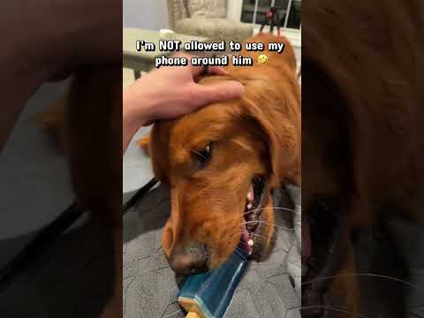 I have to give him 100 % of my attention 100% of the time 🤣 サムネイル