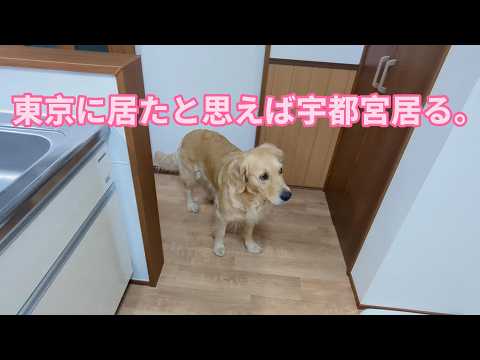 あれっ？東京に居たと思えば宇都宮に居る。ゴールデンレトリバーティト サムネイル