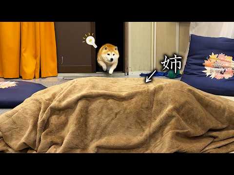 事務所に出勤すると、毛布の中に帰省したお姉ちゃんが隠れててフガフガ喜びが大爆発する柴犬 サムネイル