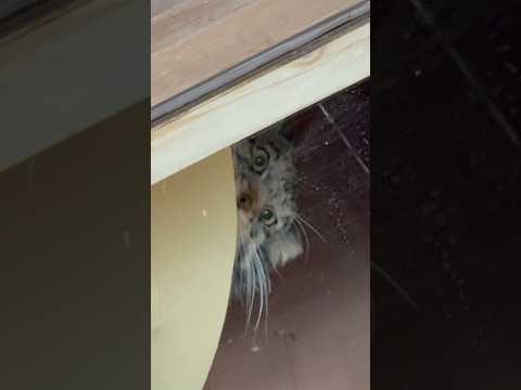 shorts 屋根裏部屋からオトちゃん　マヌルネコ　埼玉県こども動物自然公園にて　2026年3月6日 サムネイル