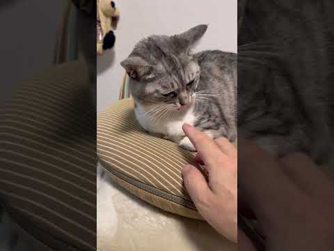 座布団タワーの王【保護猫のタマ】 A cat on top of a cushion tower 保護猫