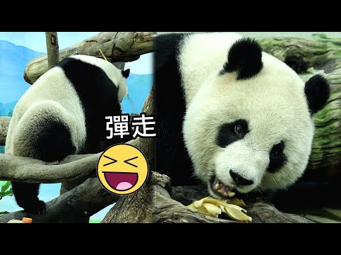 圓仔頂竹竿彈走好好笑,晚餐冬筍,紅蘿蔔可愛吃播|Giant Panda Yuan Zai,圆仔,貓熊,大貓熊,大熊貓|… サムネイル