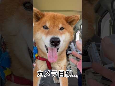 ’26.4.11 力丸の夏支度、開始… 柴犬 shibainu 柴犬のいる暮らし 柴犬の日常 保冷剤 カメラ目線 力丸 サムネイル