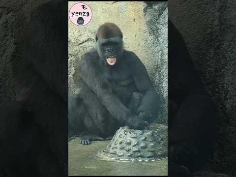 Tayari enjoy playing with water💦 gorilla gorillatag taipeiz… サムネイル