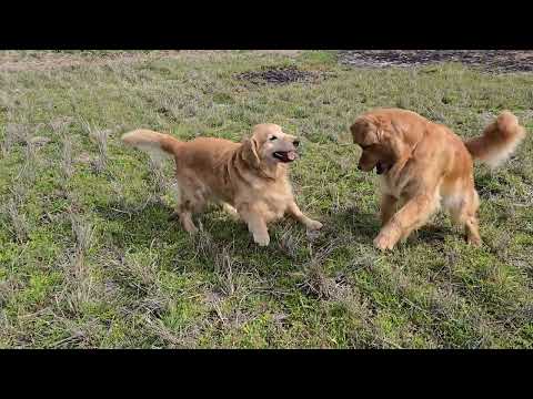 元気いっぱいの親子ゴールデンレトリバーの親子 サムネイル