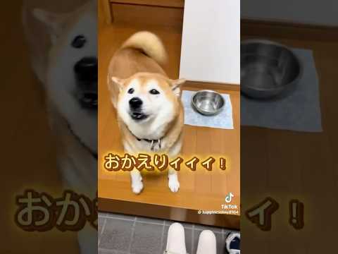 柴犬福 姉と柴犬の再会【懐かし動画】🤣Sis and Shiba🤣姉と柴 japanesedog 柴犬 shibain…