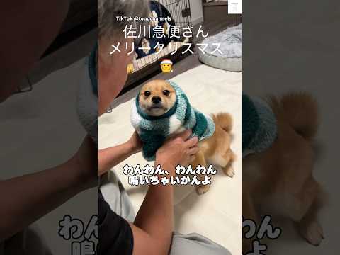 最後が面白すぎる…注意されるけど😂　犬　犬のいる暮らし 面白い　かわいい犬 ペット サムネイル