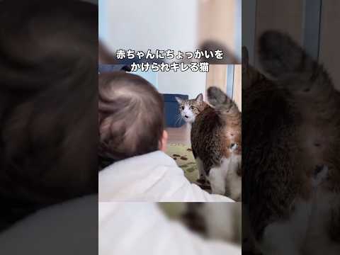赤ちゃんにちょっかいをかけられると攻撃力が低すぎる猫パンチで応戦する猫 猫 子猫 赤ちゃんと猫 猫パンチ サムネイル