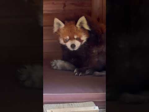 shorts 風太くんの足の裏🐾　レッサーパンダ　千葉市動物公園にて　2026年5月9日 サムネイル