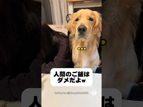 自分が人間だと思ってるゴールデンレトリバー　ゴールデンレトリバー 大型犬　犬　かわいい犬 面白い サムネイル