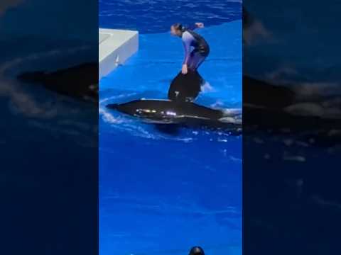 shorts チルタイム　オルカパフォーマンス終了後　須磨シーワールドにて サムネイル