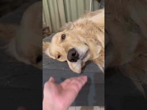 麹くんはいつもこの体勢でお口のたぷたぷをたらしています🤣ゴールデンレトリバー 犬系彼氏 犬と2人暮らし サムネイル
