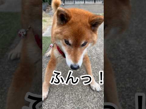 ’26.3.16 力丸の夕方… 柴犬 shibainu 柴犬のいる暮らし 柴犬の日常 遊ぶ犬 眠い犬 力丸 サムネイル
