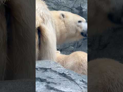 shorts 授乳しに行くモモちゃん☺️   ホッキョクグマの親子　　秋田県男鹿水族館GAOにて2026年5月1日 サムネイル