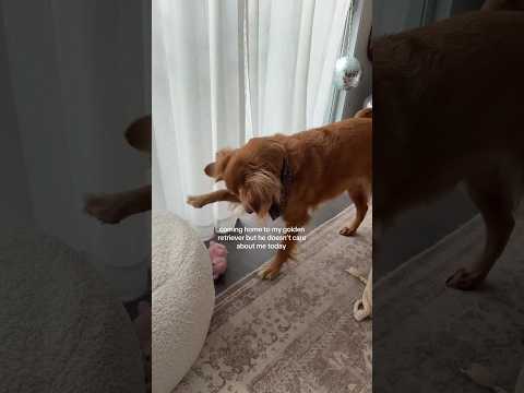 dog-tor coby to rescue🛟goldenpup puppy goldenpupppy dogbree… サムネイル