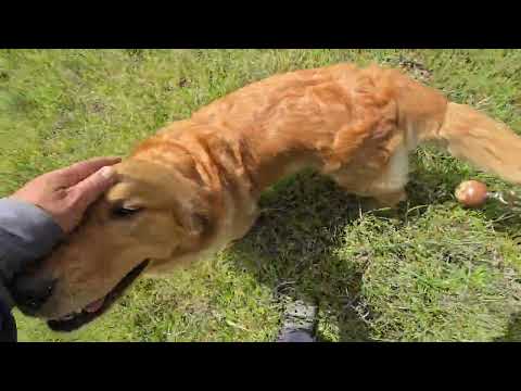 ゴールデンレトリバーこの日最初の散歩の最初の10分間 サムネイル