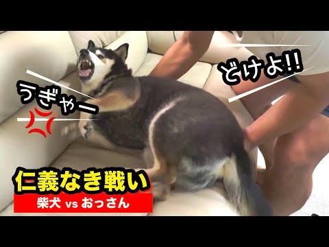 仁義なき戦い！柴犬vsおっさんの熾烈な争い サムネイル