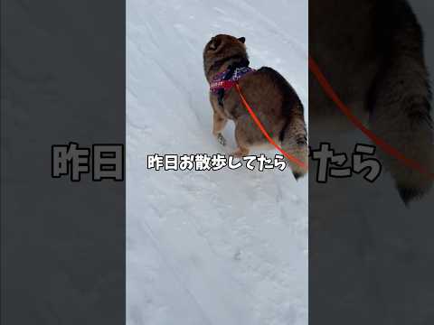 いきなりパスを出された🐕柴犬の反応・・・ サムネイル