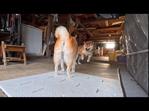 どうしてもお母さんと遊びたい末っ子ちゃん サムネイル