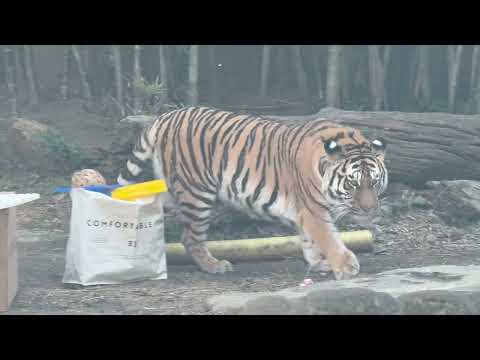 サーシャちゃん プレゼントされたグッズの中から最初に選んだのはタイヤ🛞　今日はサーシャの日　アムールトラ　浜松市動物園… サムネイル