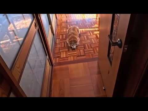 廊下に擬態してお散歩急かされるのを楽しんでいる忍者モモさん サムネイル