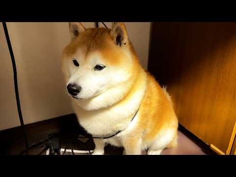 いたずら中にコードに絡まって動けなくなり、ショックでしばらくしょんぼりしてしまう柴犬 サムネイル