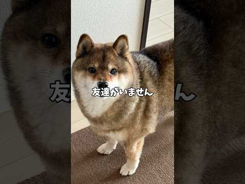 友達がいない飼い主のためにしば犬は・・・ サムネイル