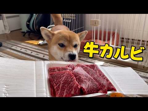 牛カルビ転がっとったよってに食べてみる？ASMR　柴犬小夏 サムネイル