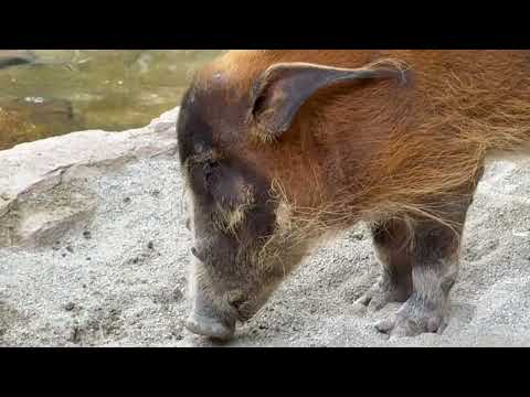 アカカワイノシシのセイくん　那須どうぶつ王国にて　2026年3月29日 サムネイル