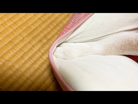 拳をベッドのすみっこに強く、強く突き刺している柴犬 サムネイル