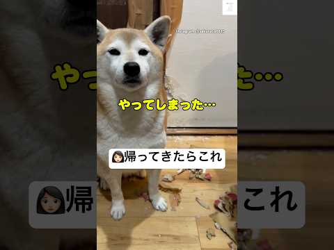 帰ってきたら柴犬に部屋破壊されてた😂　#柴犬　#犬　#かわいい #面白い　#犬のいる暮らし サムネイル