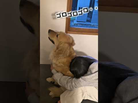 雷が怖くて姉に守ってもらいたい犬 ゴールデンレトリバー 大型犬のいる生活 goldenretriever 大型犬と子供