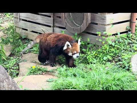 食後の風太くん　レッサーパンダ　千葉市動物公園　2026年4月19日 サムネイル