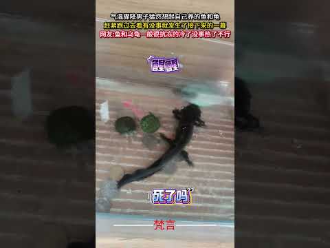 氣溫驟降男子猛然想起自己養的魚和龜 趕緊跑過去看有沒事就發生了接下來的一幕 意外 有趣 萬萬沒想到 amazing f… サムネイル