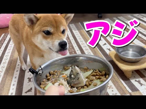 【お頭付き】アジは頭も丸ごといただきます　柴犬小夏　ASMR　ラ・ムーでお買い物 サムネイル