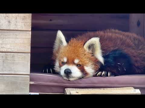 風太くん 庭のバンガローで休憩中〜　レッサーパンダ　千葉市動物公園にて　2026年4月18日 サムネイル