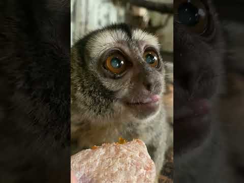 干し柿はよ〜く噛んで♫shorts 動物 猿 サムネイル