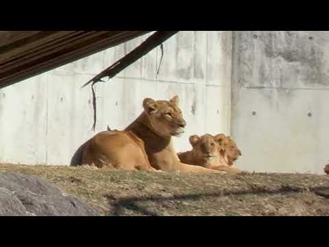 安全な園の放飼場に居ても周りをチェックするシルクさん　ライオン　のんほいパークにて　2026年1月23日 サムネイル