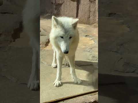 shorts 飼育員さんの様子を伺う真白ちゃん🤭　  ホッキョクオオカミ　那須どうぶつ王国にて　2026年4月24日 サムネイル