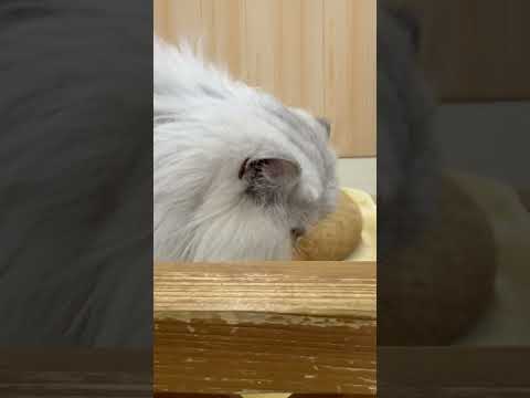 shorts マルくん　ワンニャンリビング　那須どうぶつ王国にて　2026年1月9日 サムネイル