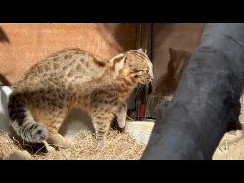 アカツキくん シッポも太くて大人のツシマヤマヤマネコって感じ　那須どうぶつ王国にて　2025年12月31日 サムネイル