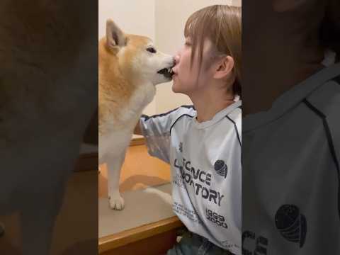 柴犬福 姉を頭突きし謝罪のチューしただけでIQ1800と言われる柴犬🤣Sis and Shiba🤣姉と柴 shorts…