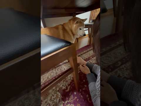 柴犬福 柴犬福 母に肉球の危機なのにお手を求められてブチ切れ柴犬(昨日の続き)🤣Bad boy🤣shorts funn… サムネイル