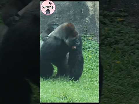 WoW! little boy & big Daddy😆🤣 taipeizoo 金剛猩猩 台北市立動物園 funnya… サムネイル