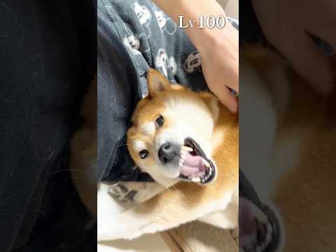柴犬のレベル１とレベル１００ サムネイル