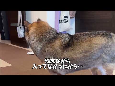 落ちてるものがあったらとりあえずチェックする柴犬 サムネイル