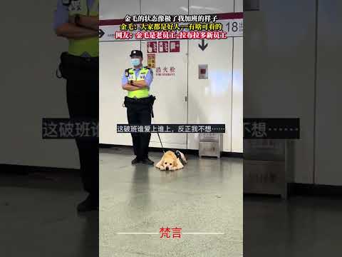 金毛的狀態像極了我加班的樣子 意外 狗狗 有趣 搞笑 萌寵 dog amazing funny laugh pets… サムネイル